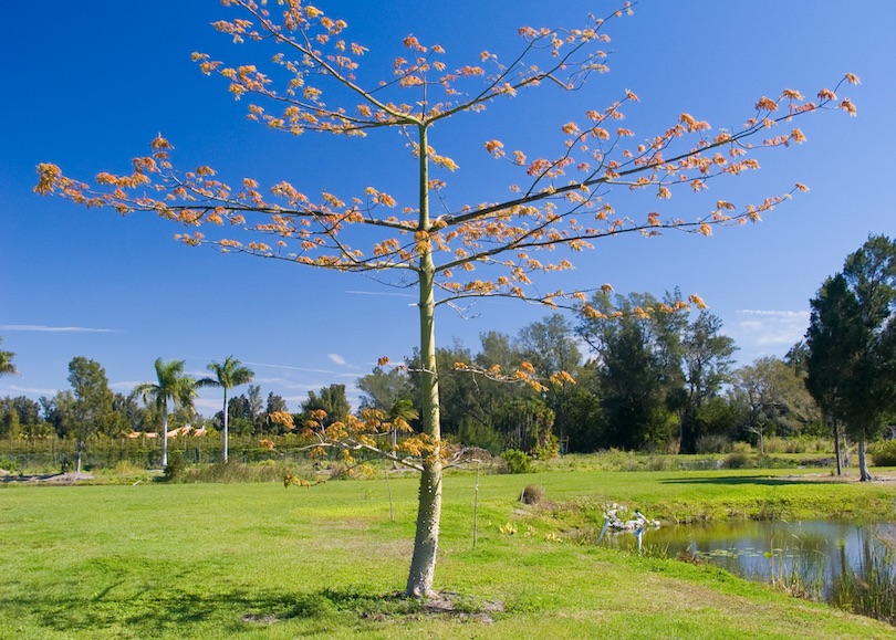 Palma Sola Botanical Park