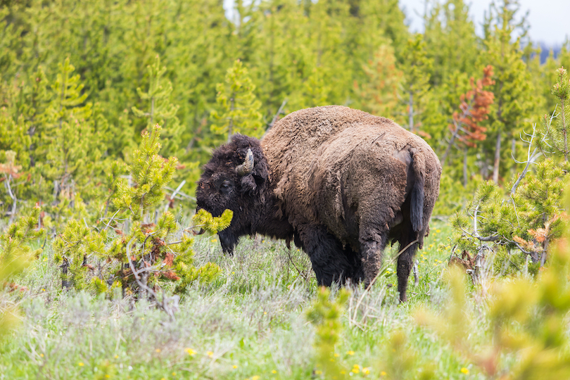 Bear River State Park