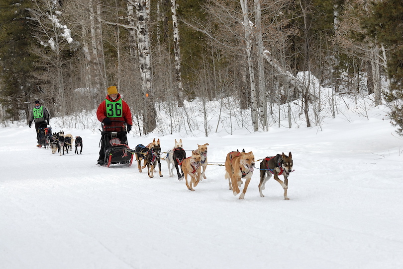 Iditarod Trail Sled Dog Race